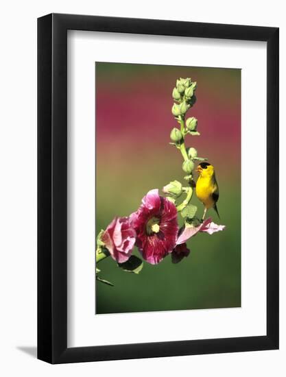 American Goldfinch Male on Hollyhock, Marion, Il-Richard and Susan Day-Framed Photographic Print