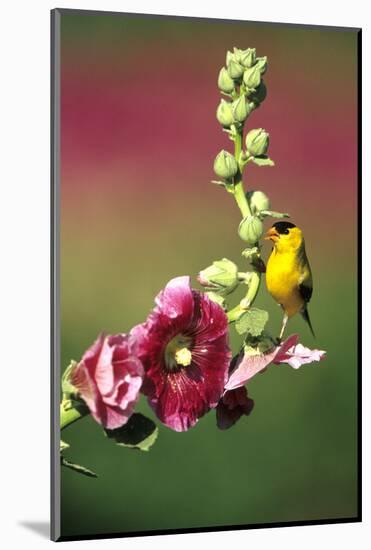 American Goldfinch Male on Hollyhock, Marion, Il-Richard and Susan Day-Mounted Photographic Print