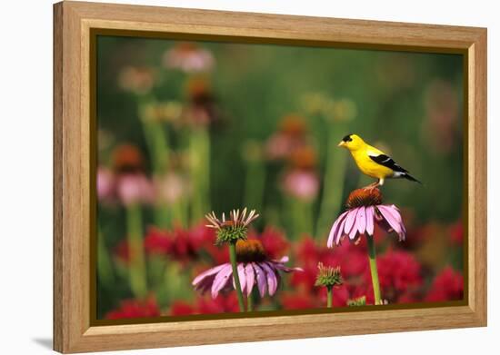 American Goldfinch Male on Purple Coneflower, in Flower Garden, Marion County, Illinois-Richard and Susan Day-Framed Premier Image Canvas