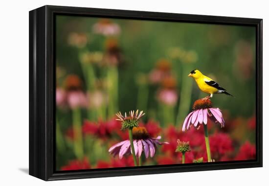 American Goldfinch Male on Purple Coneflower, in Flower Garden, Marion County, Illinois-Richard and Susan Day-Framed Premier Image Canvas