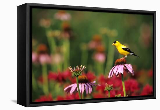 American Goldfinch Male on Purple Coneflower, in Flower Garden, Marion County, Illinois-Richard and Susan Day-Framed Premier Image Canvas