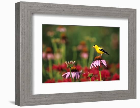 American Goldfinch Male on Purple Coneflower, in Flower Garden, Marion County, Illinois-Richard and Susan Day-Framed Photographic Print