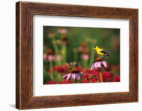 American Goldfinch Male on Purple Coneflower, in Flower Garden, Marion County, Illinois-Richard and Susan Day-Framed Photographic Print