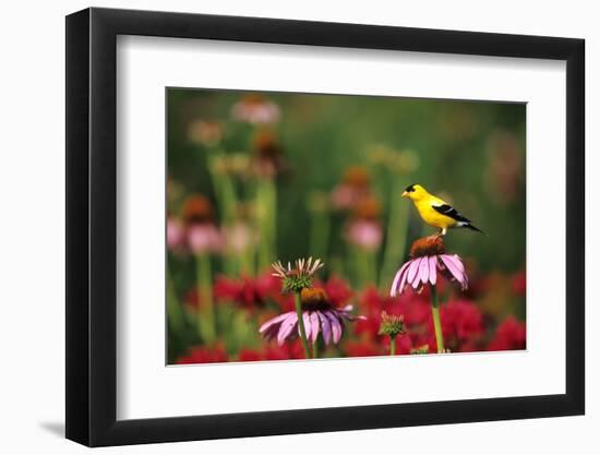 American Goldfinch Male on Purple Coneflower, in Flower Garden, Marion County, Illinois-Richard and Susan Day-Framed Photographic Print