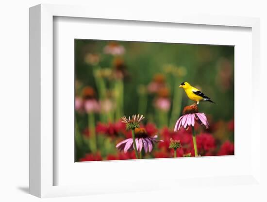 American Goldfinch Male on Purple Coneflower, in Flower Garden, Marion County, Illinois-Richard and Susan Day-Framed Photographic Print