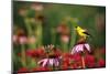 American Goldfinch Male on Purple Coneflower, in Flower Garden, Marion County, Illinois-Richard and Susan Day-Mounted Photographic Print