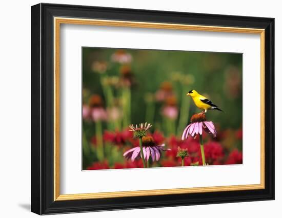 American Goldfinch Male on Purple Coneflower, in Flower Garden, Marion County, Illinois-Richard and Susan Day-Framed Photographic Print