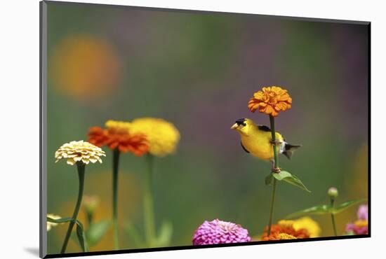 American Goldfinch Male on Zinnia, Marion County, Illinois-Richard and Susan Day-Mounted Photographic Print