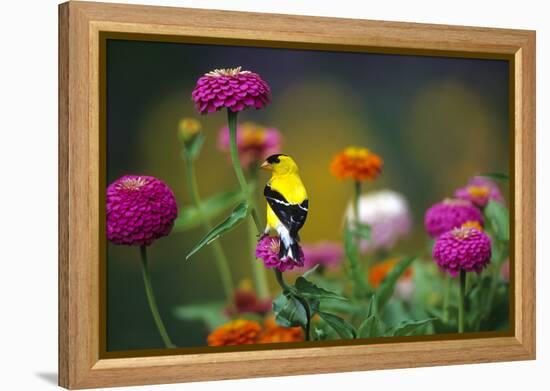 American Goldfinch Male on Zinnias in Garden, Marion, Il-Richard and Susan Day-Framed Premier Image Canvas
