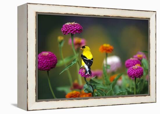 American Goldfinch Male on Zinnias in Garden, Marion, Il-Richard and Susan Day-Framed Premier Image Canvas