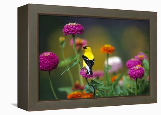 American Goldfinch Male on Zinnias in Garden, Marion, Il-Richard and Susan Day-Framed Premier Image Canvas