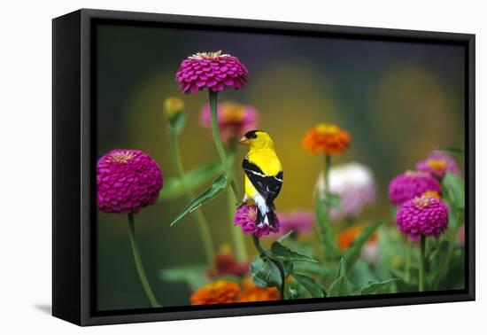 American Goldfinch Male on Zinnias in Garden, Marion, Il-Richard and Susan Day-Framed Premier Image Canvas