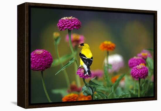 American Goldfinch Male on Zinnias in Garden, Marion, Il-Richard and Susan Day-Framed Premier Image Canvas