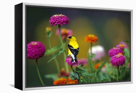 American Goldfinch Male on Zinnias in Garden, Marion, Il-Richard and Susan Day-Framed Premier Image Canvas
