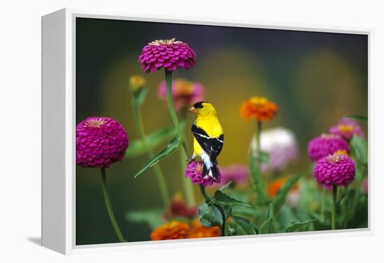 American Goldfinch Male on Zinnias in Garden, Marion, Il-Richard and Susan Day-Framed Premier Image Canvas