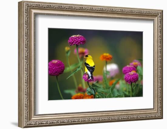 American Goldfinch Male on Zinnias in Garden, Marion, Il-Richard and Susan Day-Framed Photographic Print
