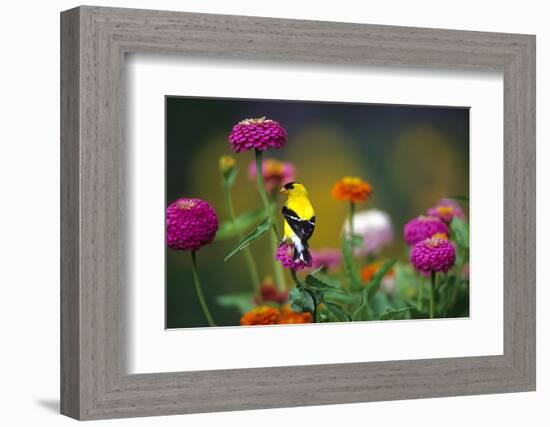 American Goldfinch Male on Zinnias in Garden, Marion, Il-Richard and Susan Day-Framed Photographic Print