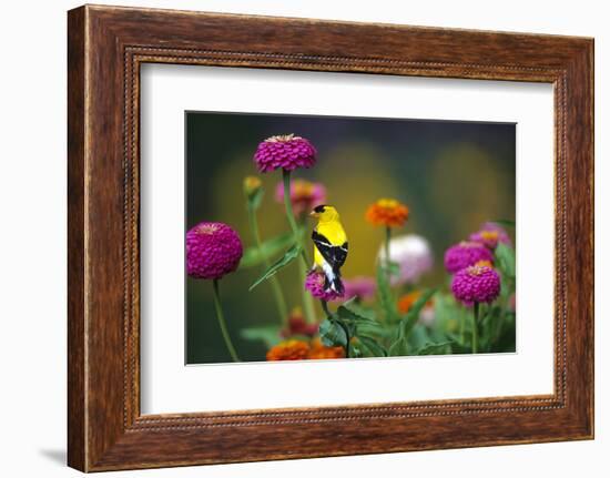 American Goldfinch Male on Zinnias in Garden, Marion, Il-Richard and Susan Day-Framed Photographic Print