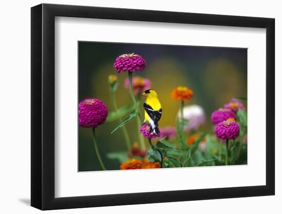 American Goldfinch Male on Zinnias in Garden, Marion, Il-Richard and Susan Day-Framed Photographic Print