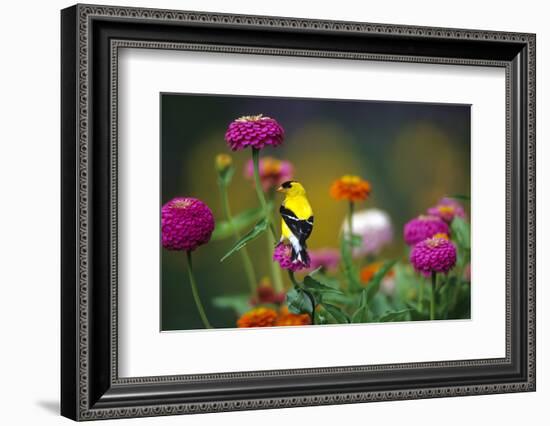 American Goldfinch Male on Zinnias in Garden, Marion, Il-Richard and Susan Day-Framed Photographic Print