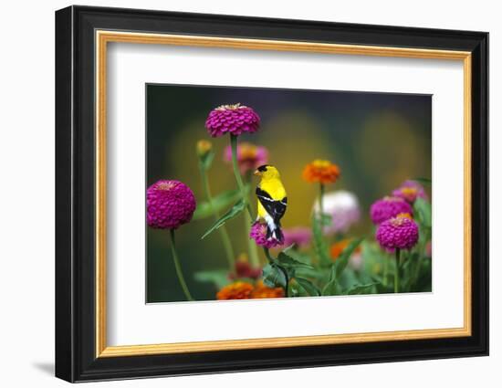 American Goldfinch Male on Zinnias in Garden, Marion, Il-Richard and Susan Day-Framed Photographic Print