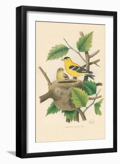 American Goldfinch Nest and Eggs-null-Framed Art Print