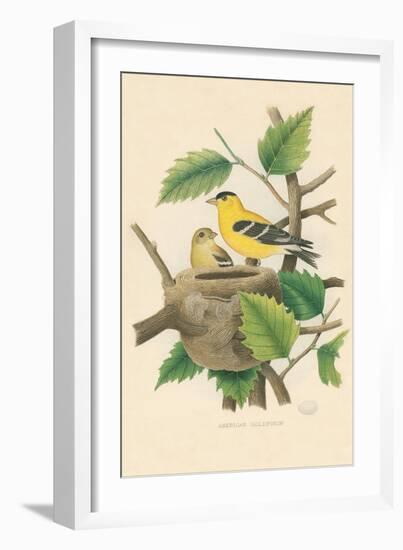 American Goldfinch Nest and Eggs-null-Framed Art Print