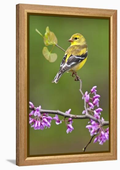 American Goldfinch-Lantern Press-Framed Stretched Canvas