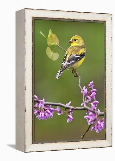 American Goldfinch-Lantern Press-Framed Stretched Canvas