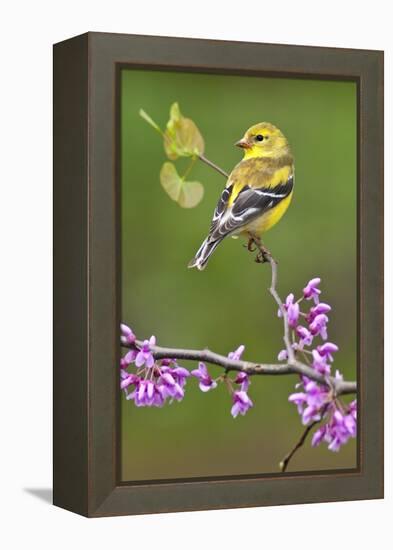 American Goldfinch-Lantern Press-Framed Stretched Canvas