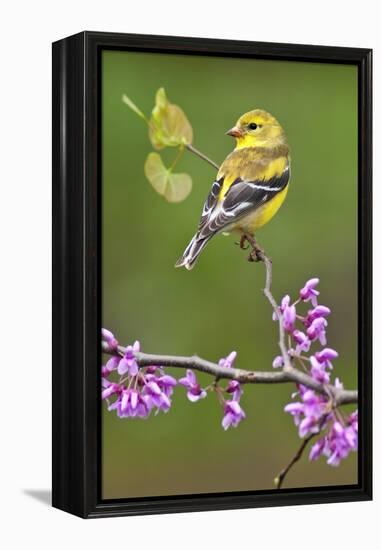 American Goldfinch-Lantern Press-Framed Stretched Canvas