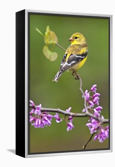 American Goldfinch-Lantern Press-Framed Stretched Canvas