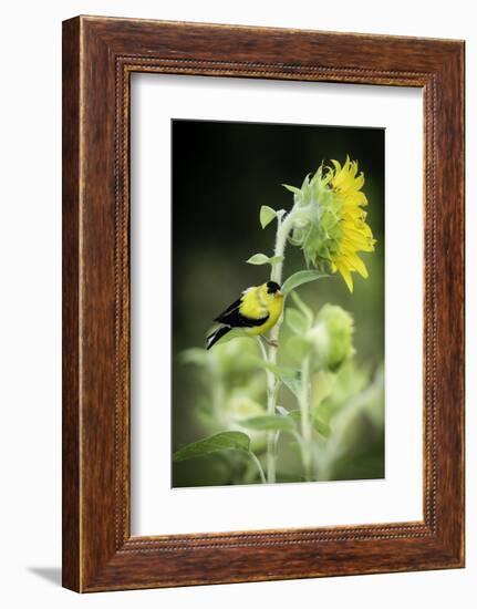 American Goldfinch-Gary Carter-Framed Photographic Print