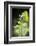 American Goldfinch-Gary Carter-Framed Photographic Print