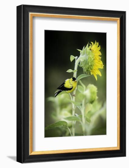 American Goldfinch-Gary Carter-Framed Photographic Print