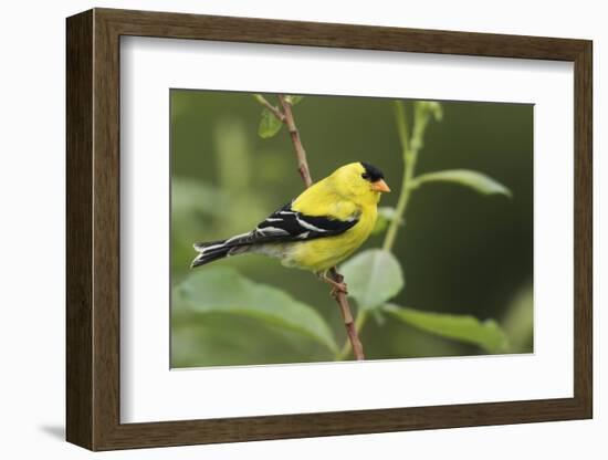 American Goldfinch-Ken Archer-Framed Photographic Print