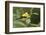 American Goldfinch-Ken Archer-Framed Photographic Print