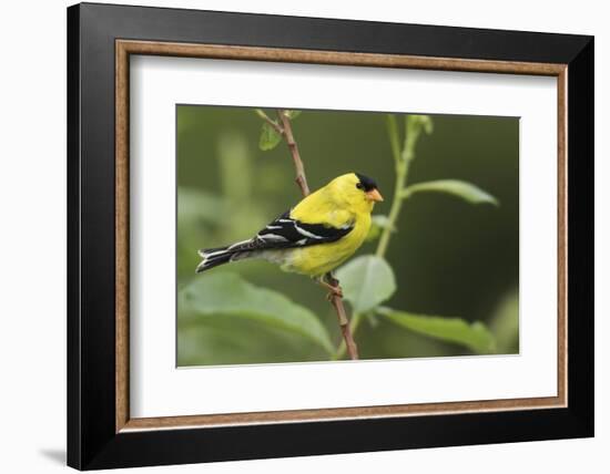 American Goldfinch-Ken Archer-Framed Photographic Print