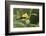 American Goldfinch-Ken Archer-Framed Photographic Print