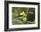 American Goldfinch-Ken Archer-Framed Photographic Print