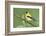 American Goldfinch-Ken Archer-Framed Photographic Print