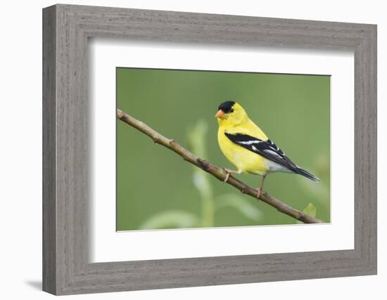 American Goldfinch-Ken Archer-Framed Photographic Print