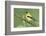 American Goldfinch-Ken Archer-Framed Photographic Print