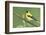 American Goldfinch-Ken Archer-Framed Photographic Print