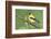 American Goldfinch-Ken Archer-Framed Photographic Print