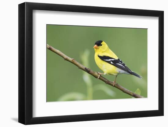 American Goldfinch-Ken Archer-Framed Photographic Print