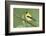 American Goldfinch-Ken Archer-Framed Photographic Print