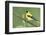 American Goldfinch-Ken Archer-Framed Photographic Print