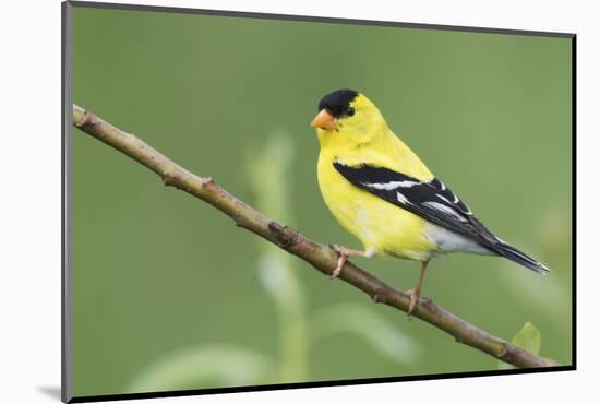 American Goldfinch-Ken Archer-Mounted Photographic Print