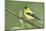 American Goldfinch-Ken Archer-Mounted Photographic Print